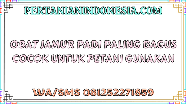 Obat Jamur Padi Paling Bagus Cocok Untuk Petani Gunakan